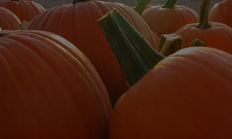 Gail's Pumpkin Patch