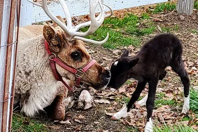Hardy's Reindeer Ranch