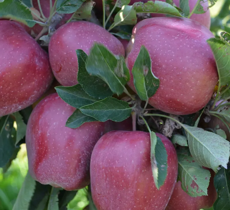 Honey Hill Orchard