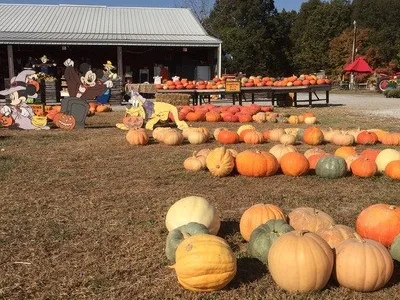 Marlow's Pumpkin Patch