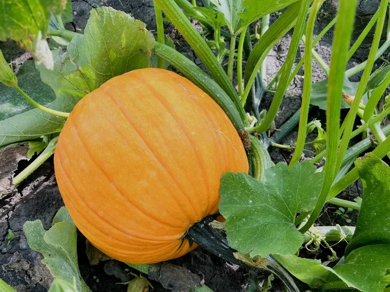 Parkside Farm Stand