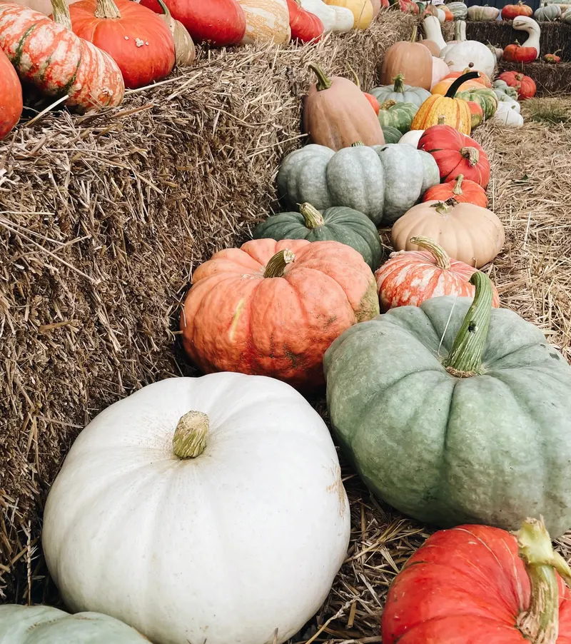 Relleke Farms Pumpkin Patch