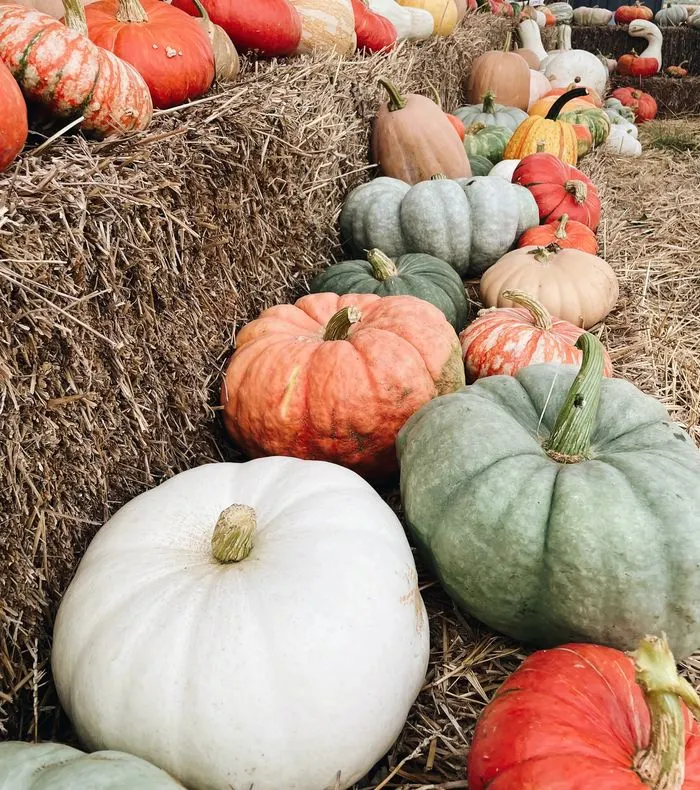 Relleke Farms Pumpkin Patch photo