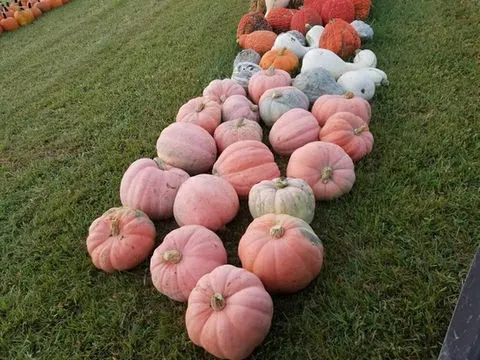 Rinkel Pumpkin Farm