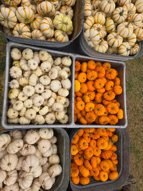Rinkel Pumpkin Farm photo