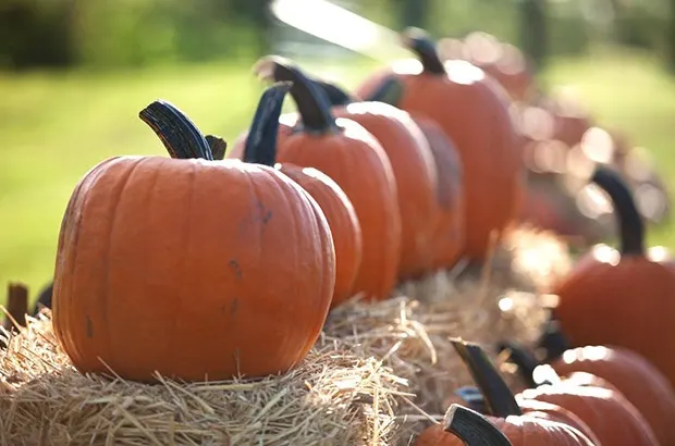 Roth Pumpkin Patch