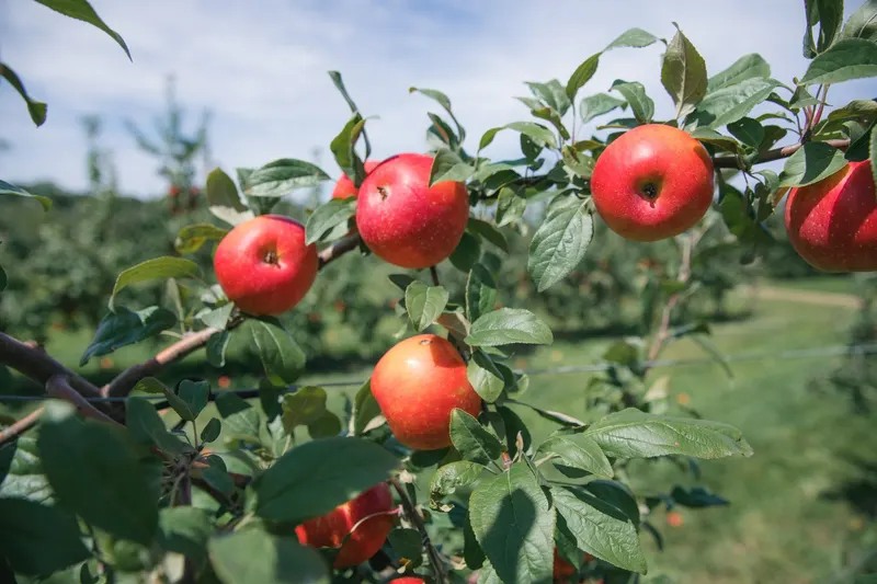 Royal Oak Farm Orchard photo