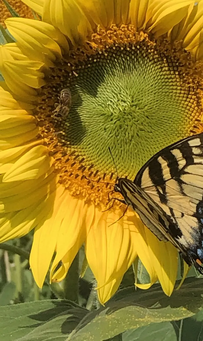 Von Bergen's Country Market photo