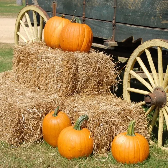Wagon Wheel Pumpkin Farm