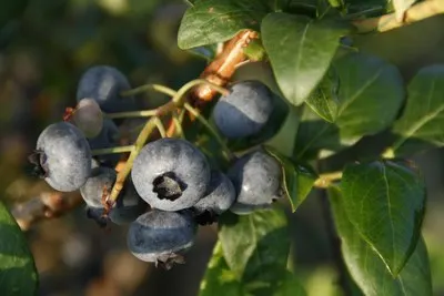 Bryant's Blueberries