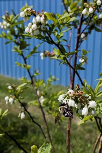 Bryant's Blueberries photo