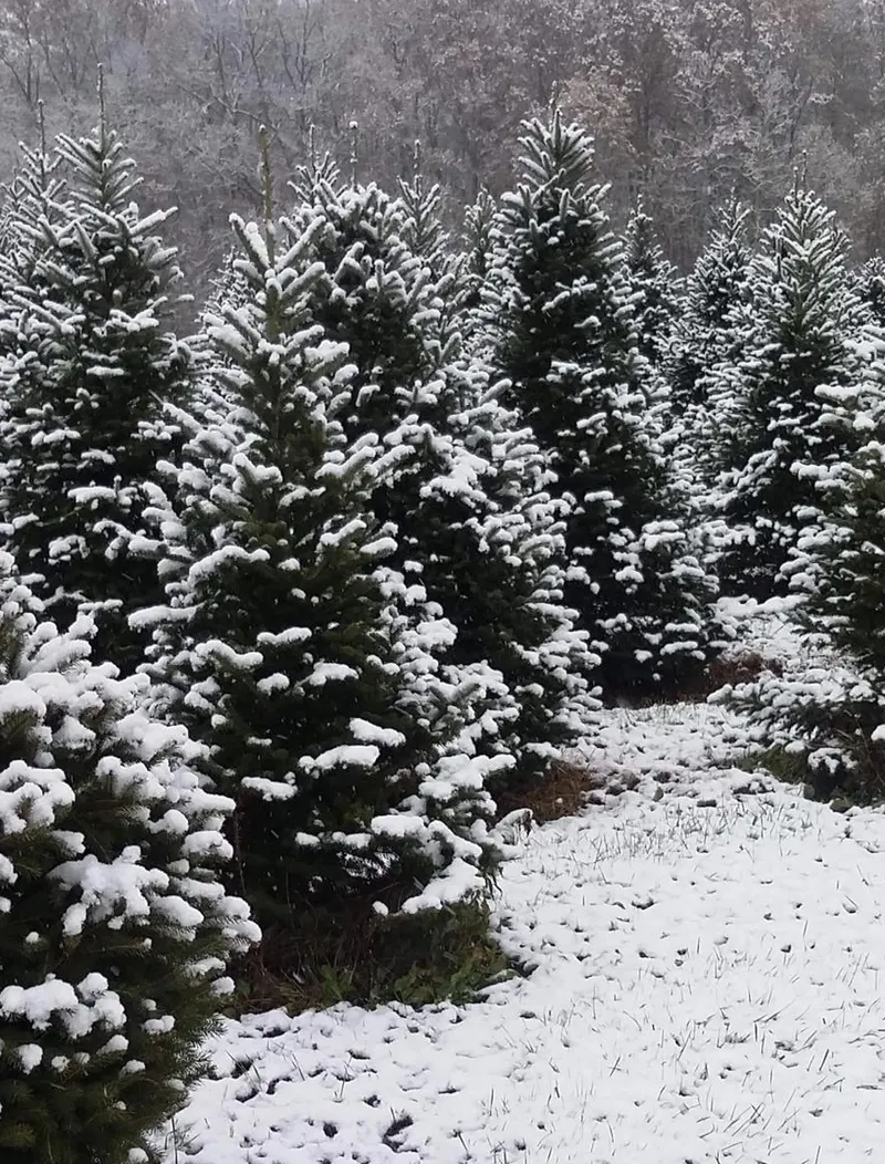 Bud & Deb's Christmas Tree Farm photo