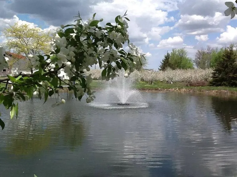 Cook's Orchard