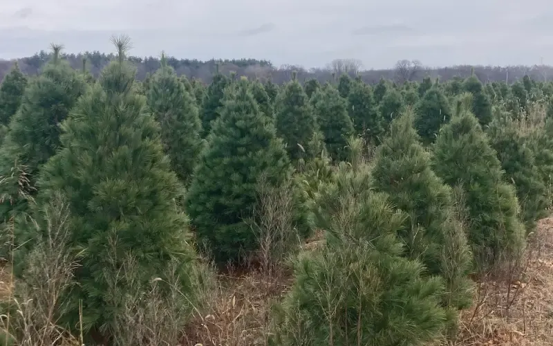 Eby's Evergreen Plantation photo