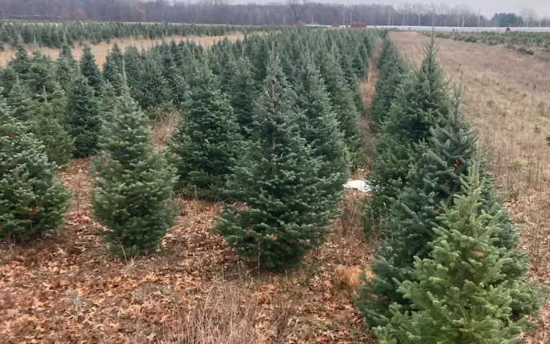 Eby's Evergreen Plantation photo