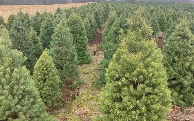 Eby's Evergreen Plantation photo