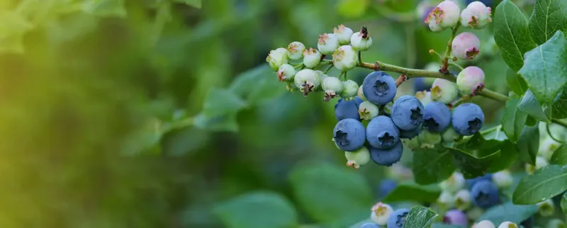 Eenigenburg's Blueberries