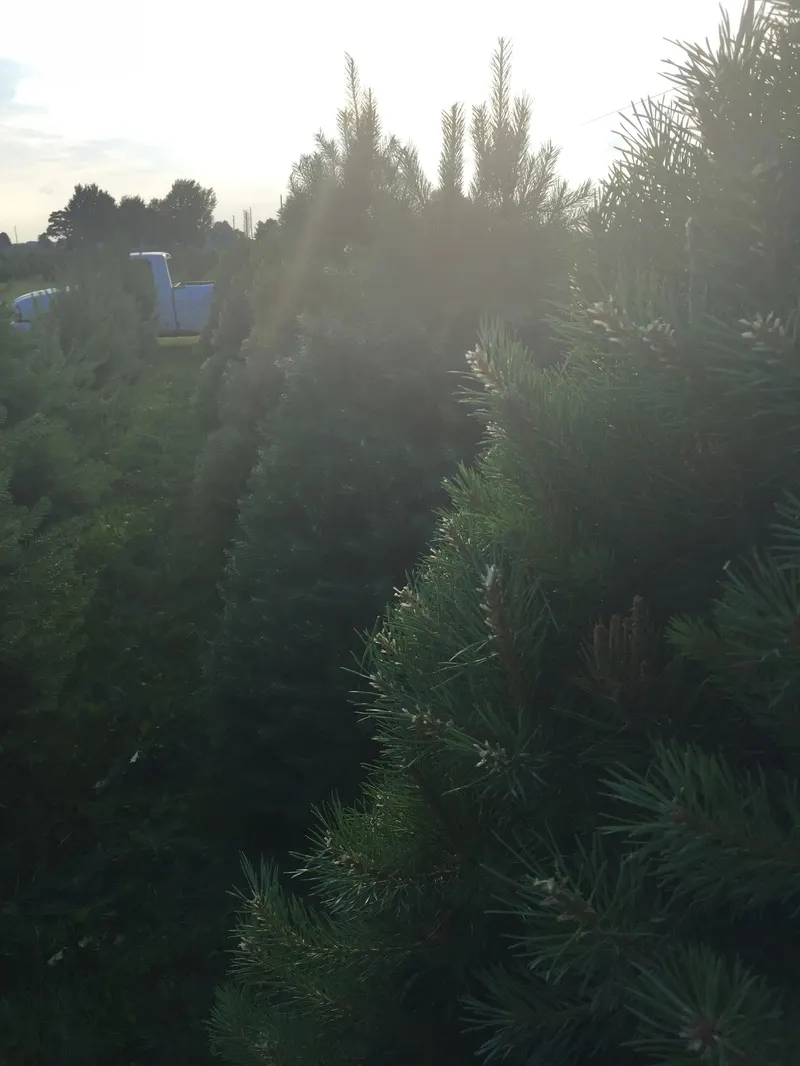 Flickinger Farms