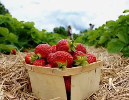 Garwood Orchards