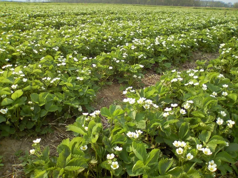 GuseBerries