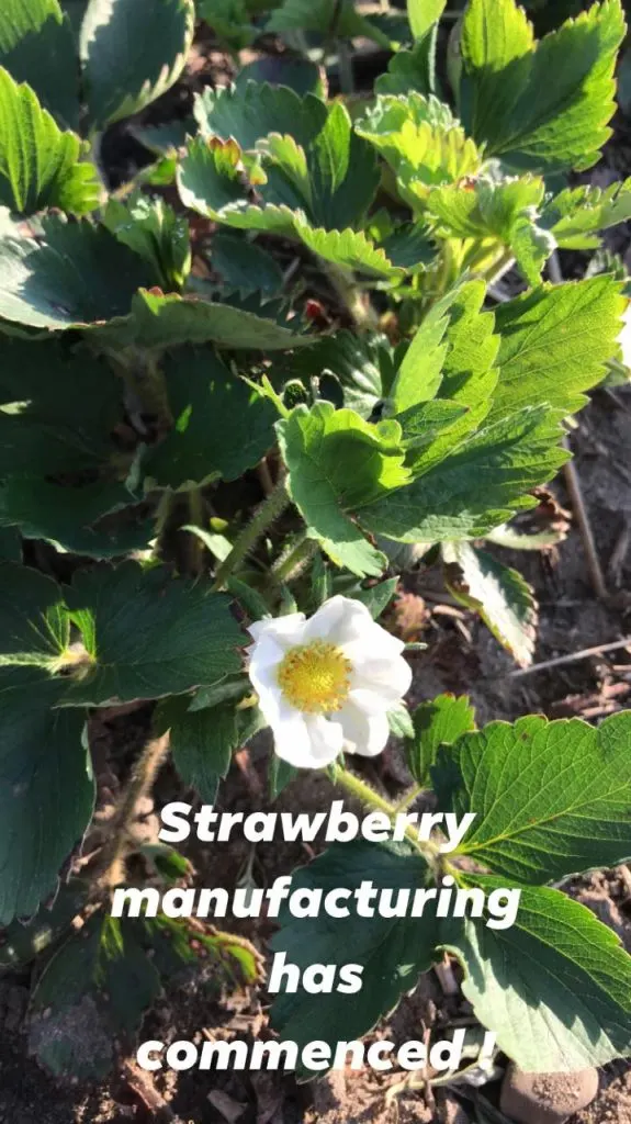 GuseBerries photo