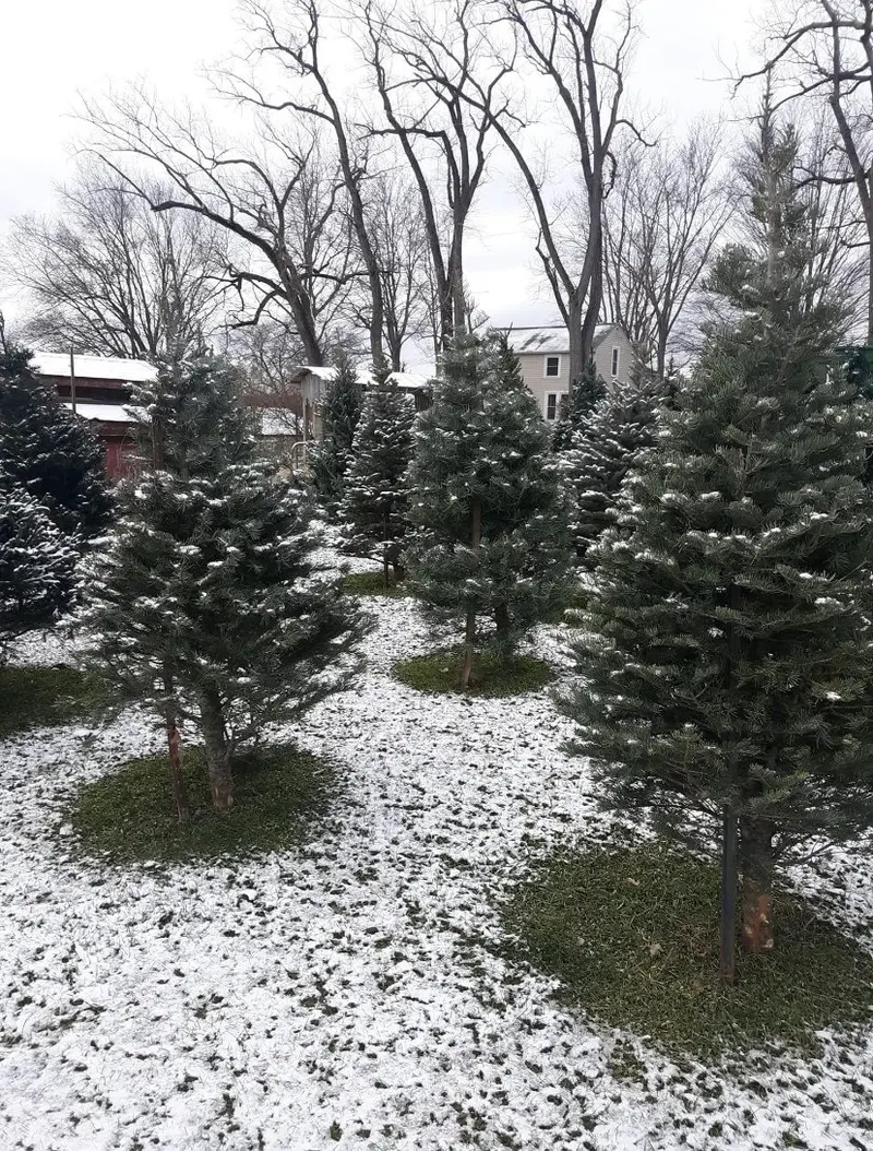 Happy Goat Christmas Tree Farm