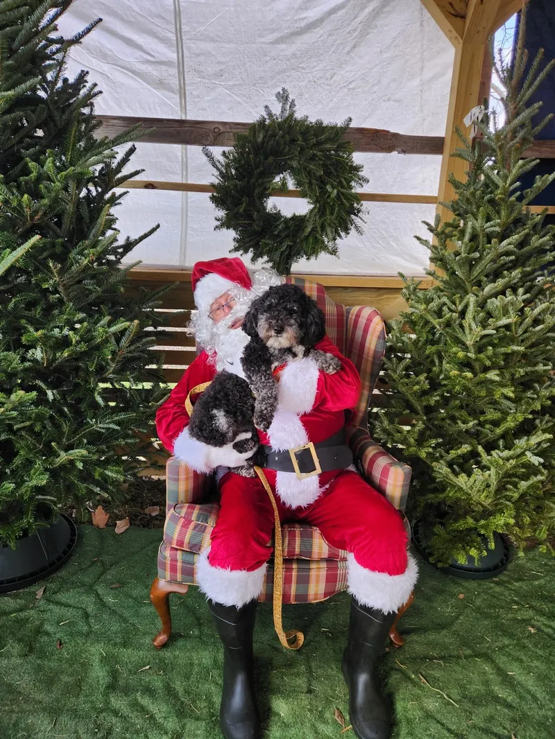 Happy Goat Christmas Tree Farm photo
