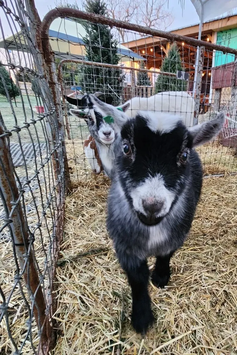 Happy Goat Christmas Tree Farm photo