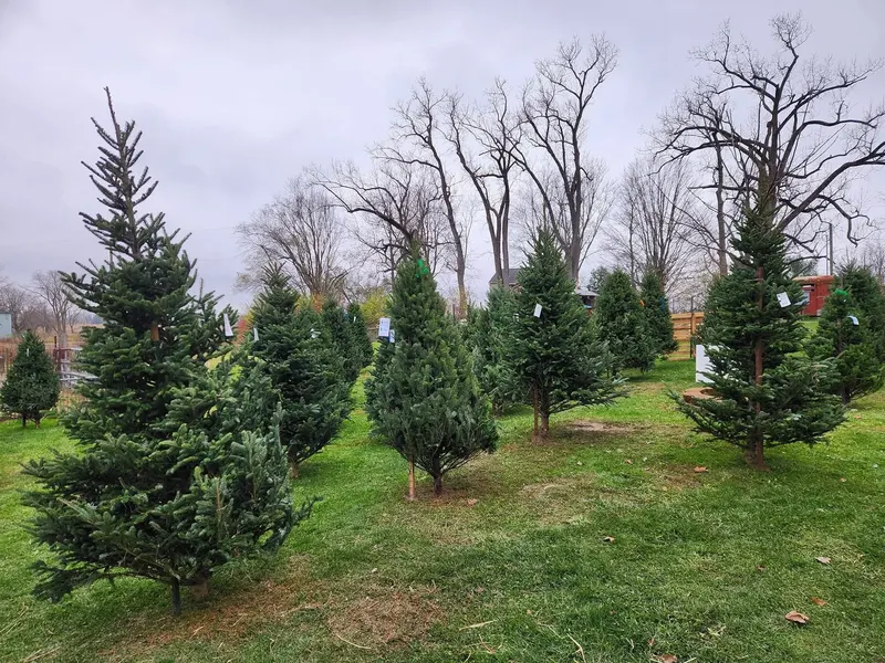 Happy Goat Christmas Tree Farm photo