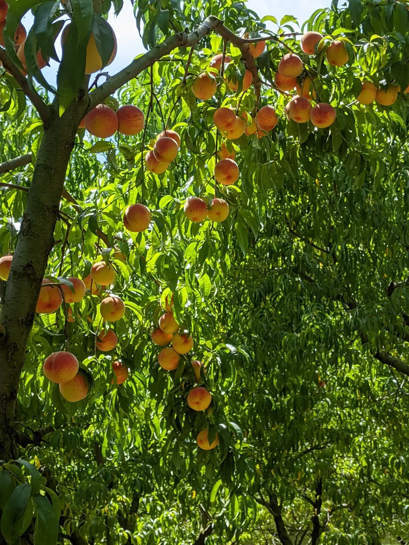 Harker Family Orchard, Inc. photo