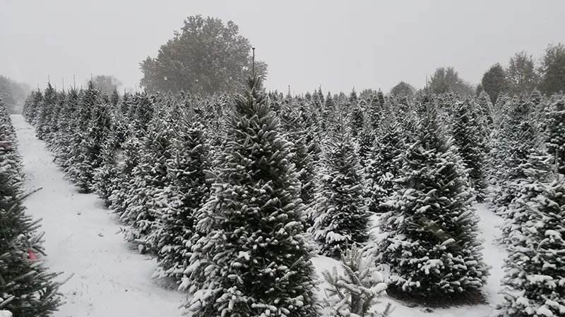Holiday Hill Christmas Tree Farm