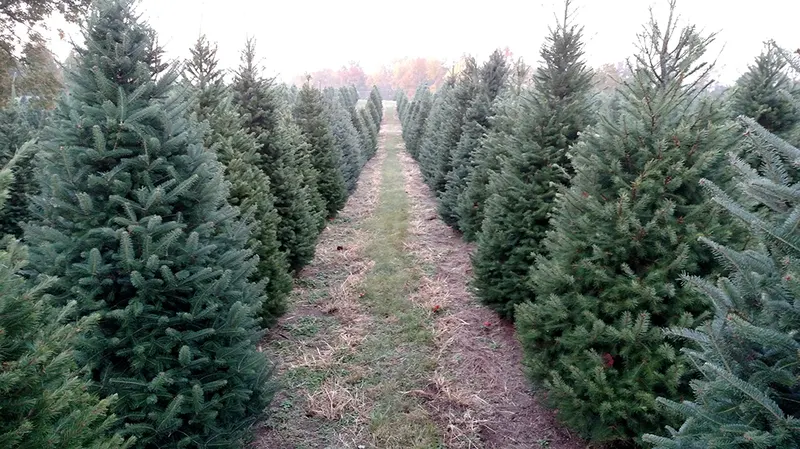 Holiday Hill Christmas Tree Farm photo