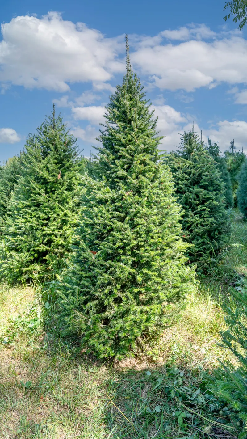 Jay's Tree Farm photo