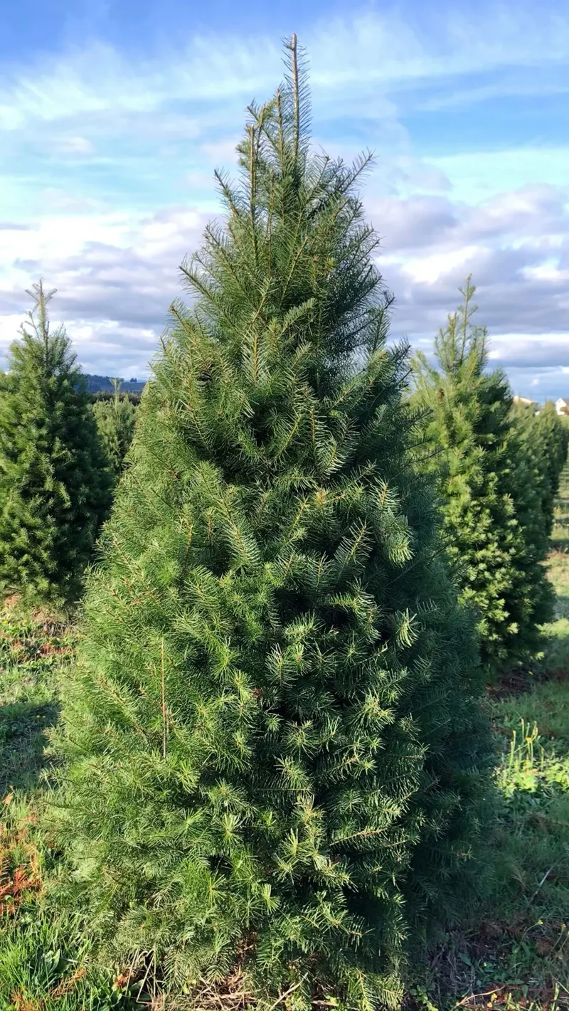 Jay's Tree Farm photo