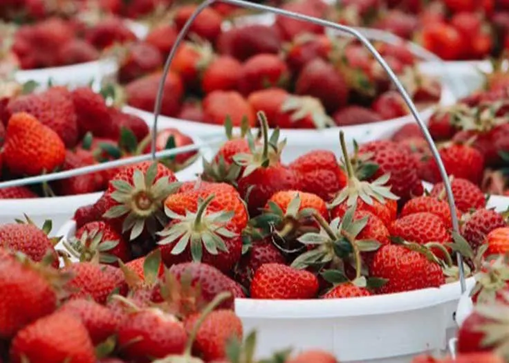Johnson's Farm Produce photo