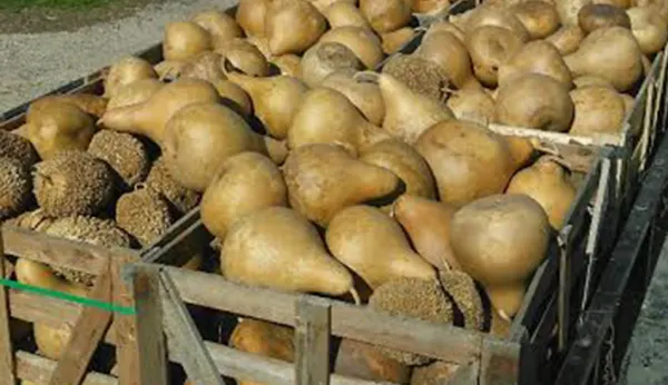 Kent's Cucurbits photo