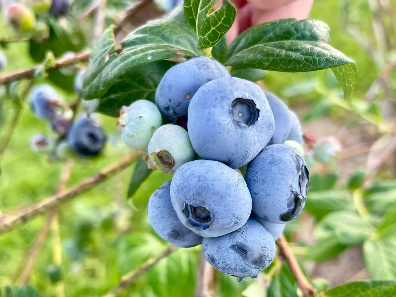 Krehl U-Pick Blueberry Patch