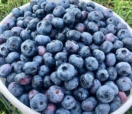 Krehl U-Pick Blueberry Patch photo