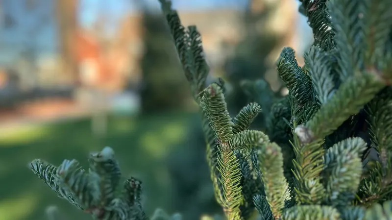 Ma's Christmas Trees