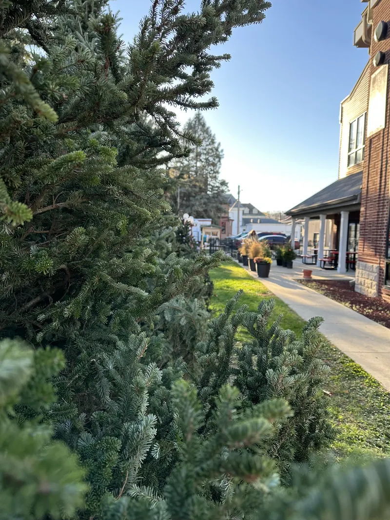 Ma's Christmas Trees photo