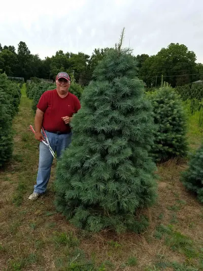 Mcclure Christmas Tree Farm LLC photo