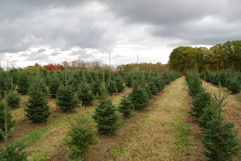 Riverside Pines