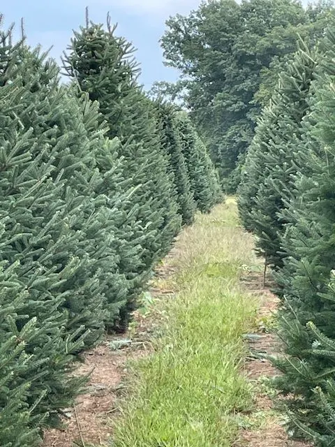 Riverside Pines photo