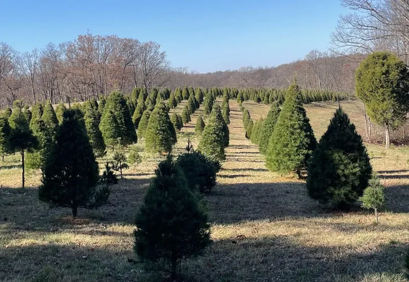 Scherle Tree Farm