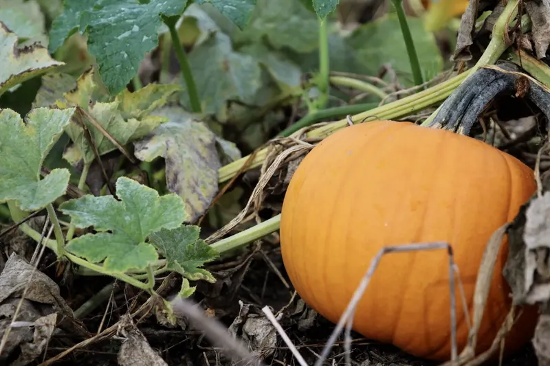 Smith Family Farms Pumpkin Patch photo
