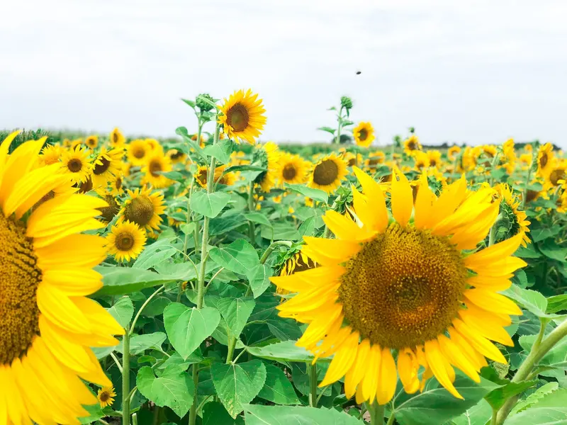 Smith Farms photo
