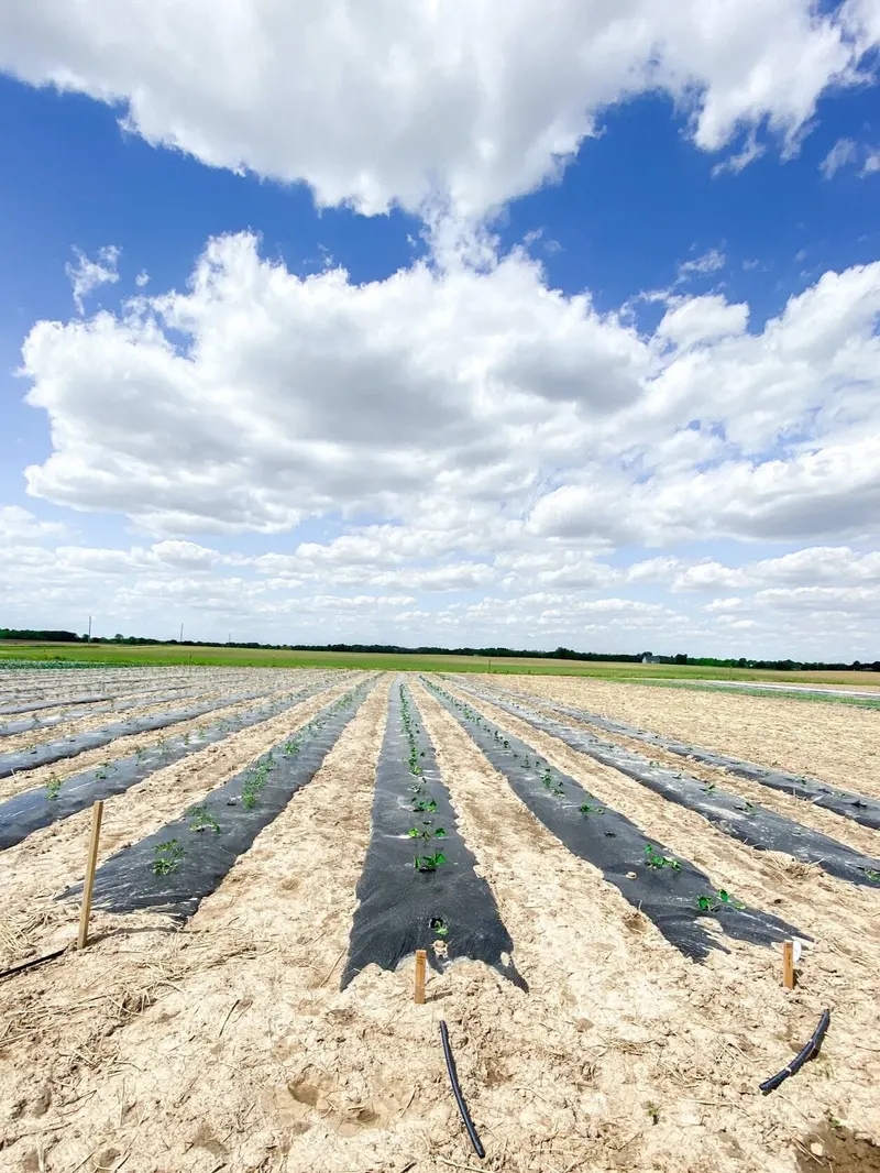 Smith Farms photo