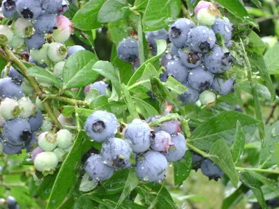 STATELINE BLUEBERRIES photo