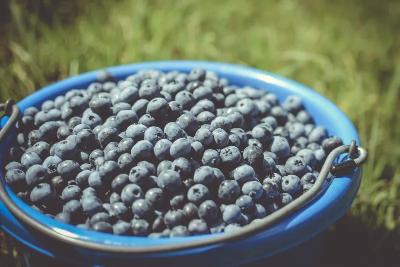 Sunrise Harvest Farm