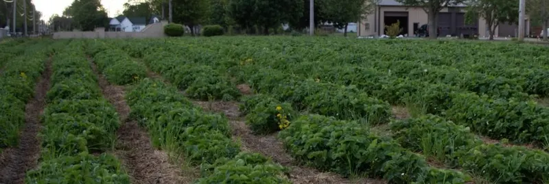 TLC Produce
